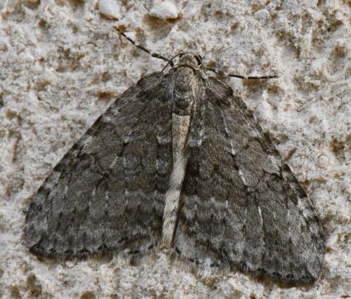 Epirrita sp.